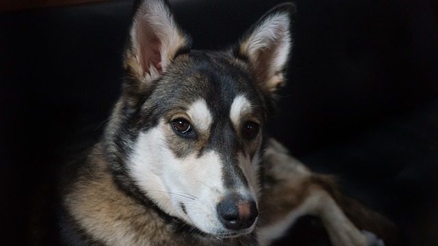 Exploring the Husky Maven Experience: A Deeper Dive into Husky Sports Journalism