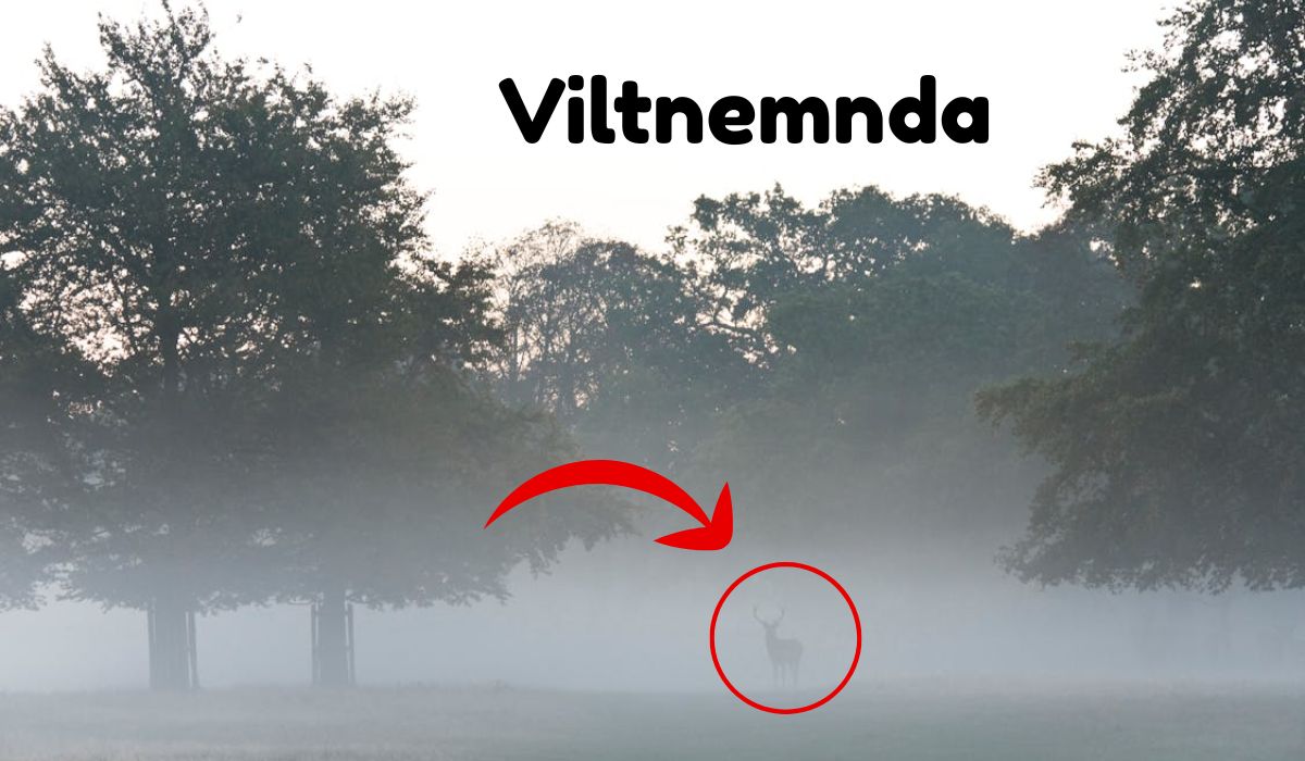 Viltnemnda – Complete Guide to the Norwegian Wildlife Committee