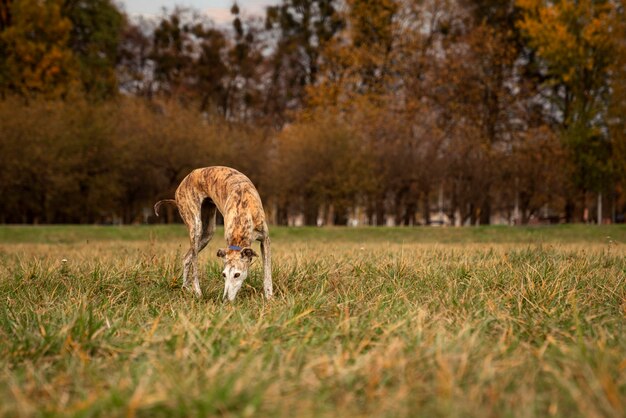 Hunting Dog Killed My 7 Turkey in Texas: What You Need to Know
